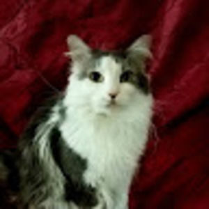 Meet your Posher, Daijhane